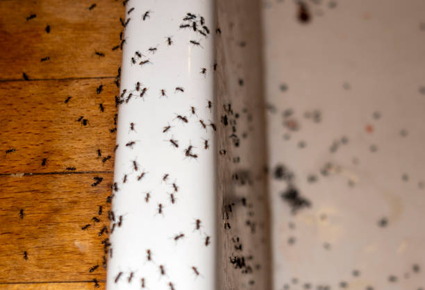 Best Rat Extermination Near Me  in Roseville, MN