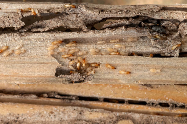 Best Exterminator Services  in Roseville, MN